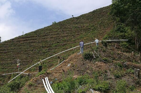 巧用滴灌，農(nóng)專家手把手教你種出好柚子！