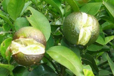 果實到底為什么會裂果，原因居然是這些！